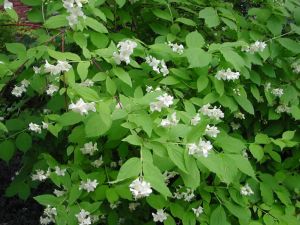 Чубушник венечный (Philadelphus coronarius)